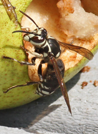Bald-faced Hornet